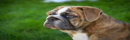 English Bulldog dogs for sale: Delsie English Bulldog leash trained and crate training in progress - Ad 7