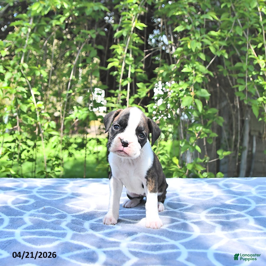 Boxer dogs Willow     extra small - Ad 2