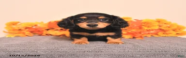 Ozzie
