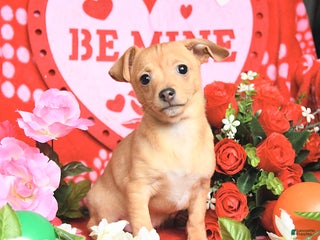 Mixed Breed dogs Peanut - Ad 1