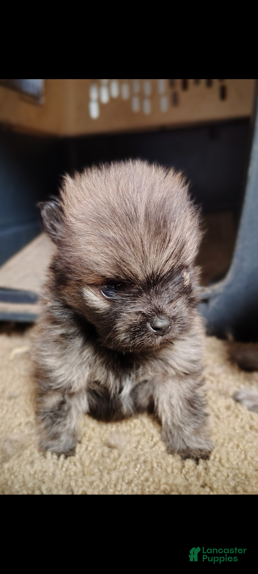 Pomeranian dogs for sale: Pomeranian Puppy 2 - Ad 6