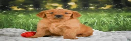 Golden Retriever dogs for sale: Kobe - Ad 8