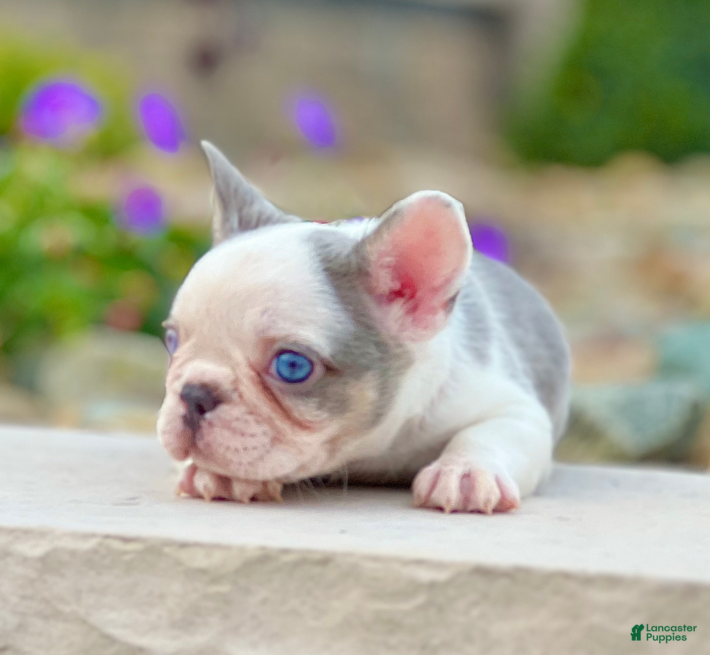 All white with blue eyes French Bulldog Puppies for sale