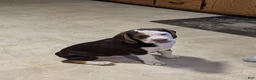 Beabull dogs for sale: Max - Ad 3
