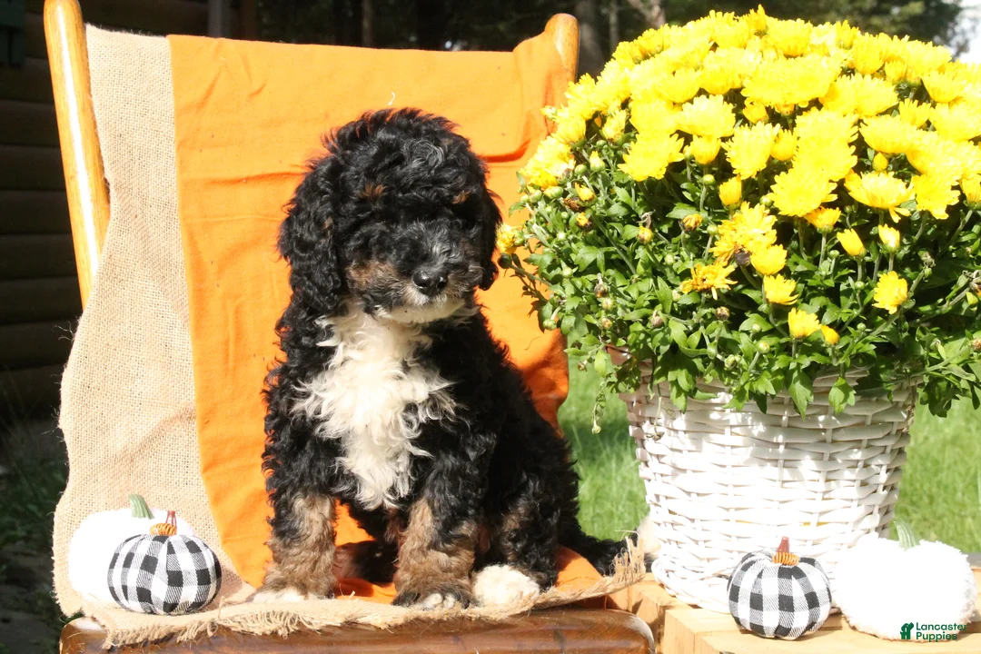 Mini Bernedoodle dogs for sale: Aspen - Ad 2