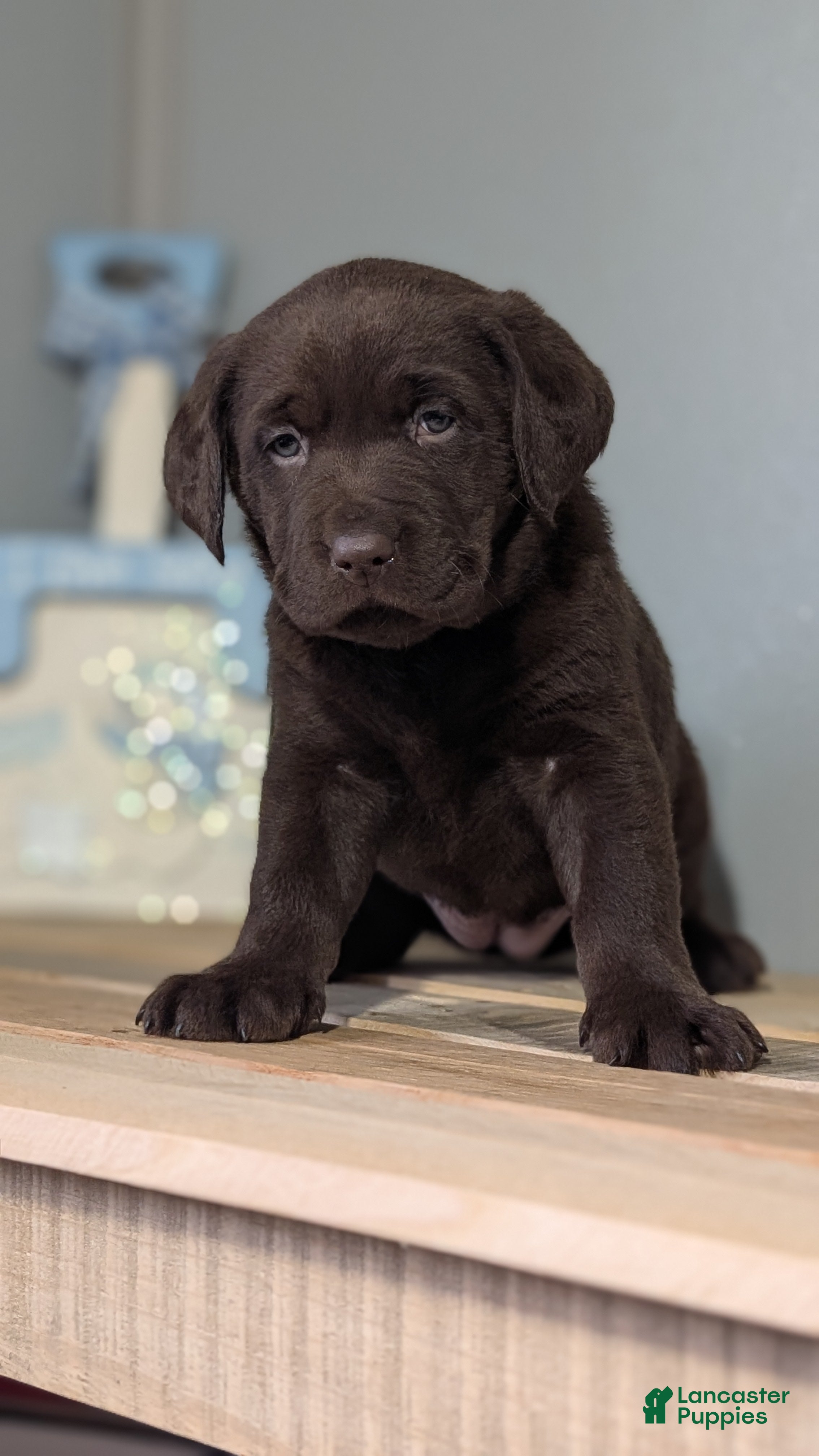 Labrador Retriever dogs Stella  - Ad 2