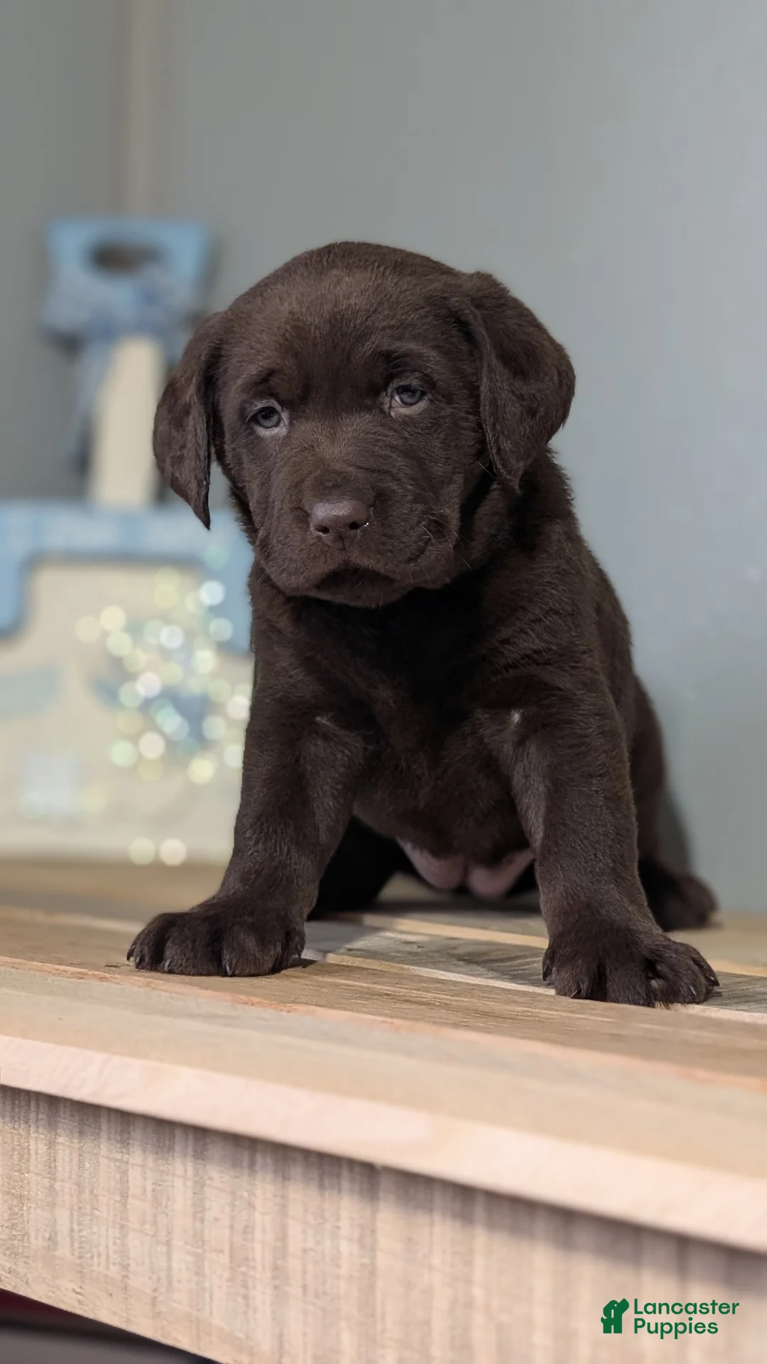 Labrador Retriever dogs for sale: Stella  - Ad 2