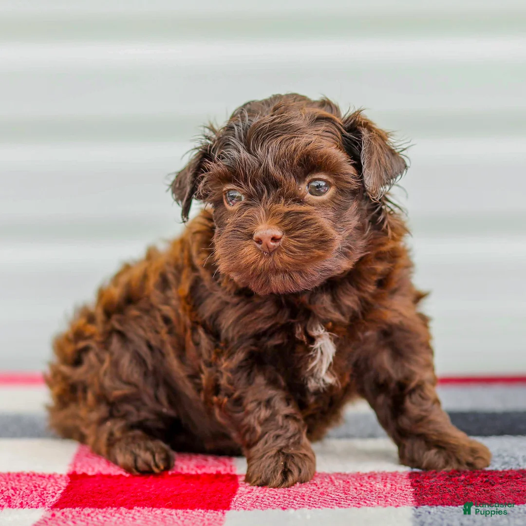 Mini Aussiedoodle dogs for sale: Callie - Ad 2
