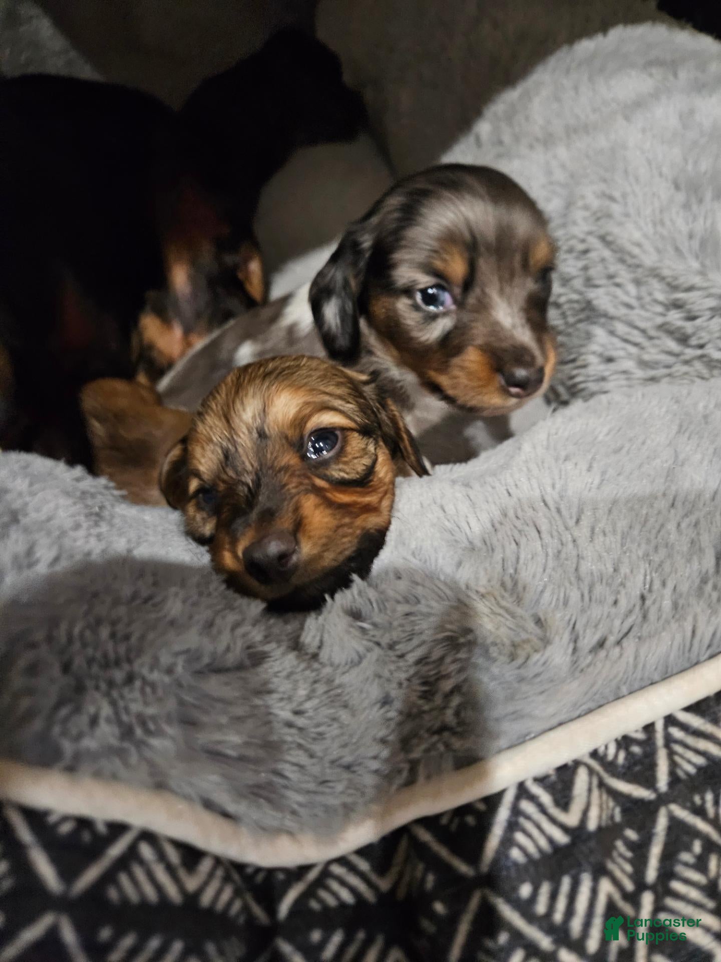 Miniature Dachshund dogs Miniature Dachshund 1 - Ad 1