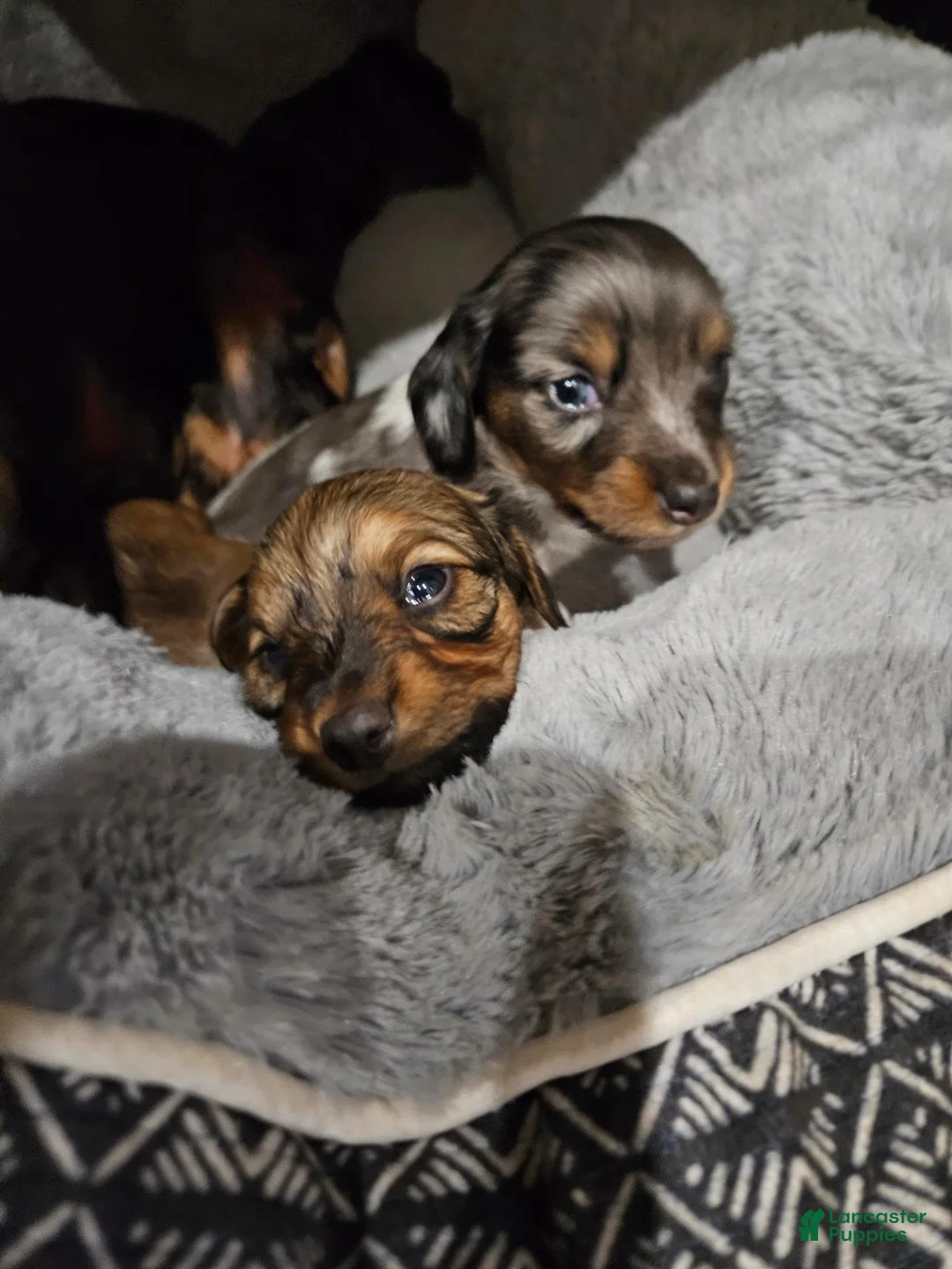 Miniature Dachshund dogs for sale: Miniature Dachshund 1 - Ad 1