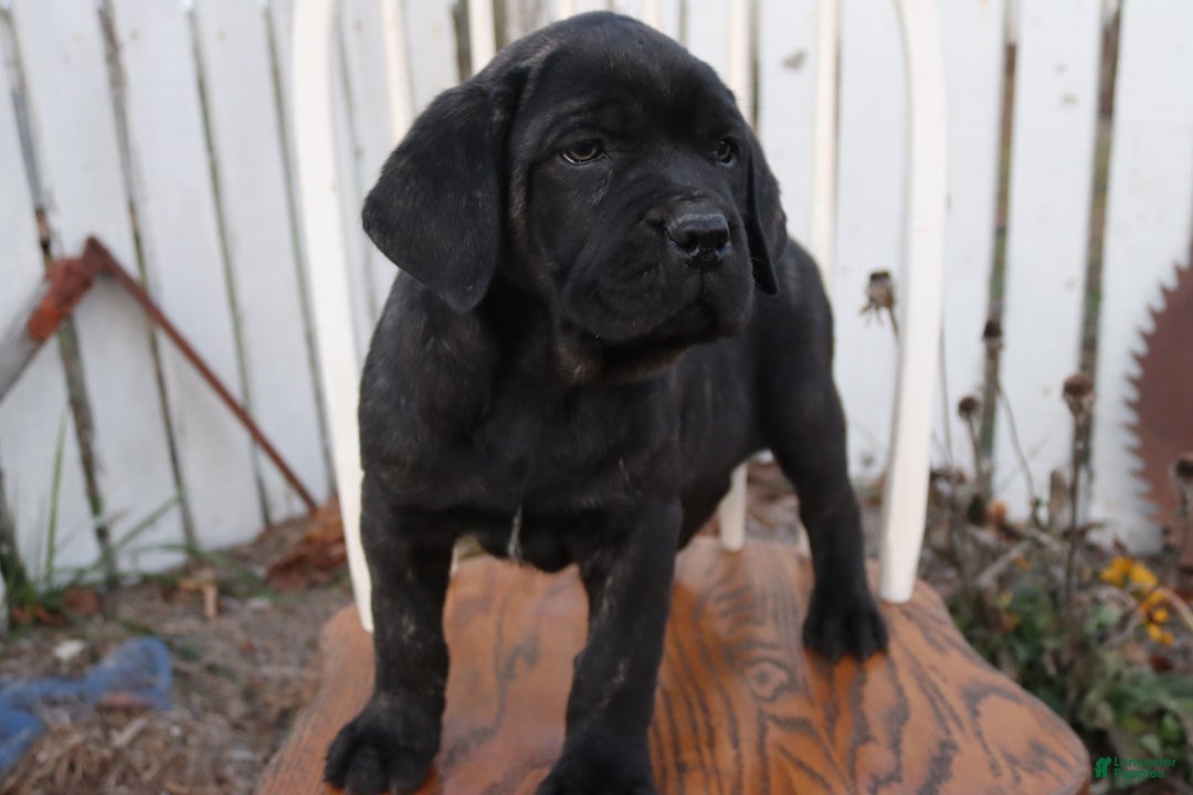 Cane Corso dogs for sale: Bradley  - Ad 9