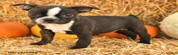 Boston Terrier dogs for sale: Roger - Ad 4