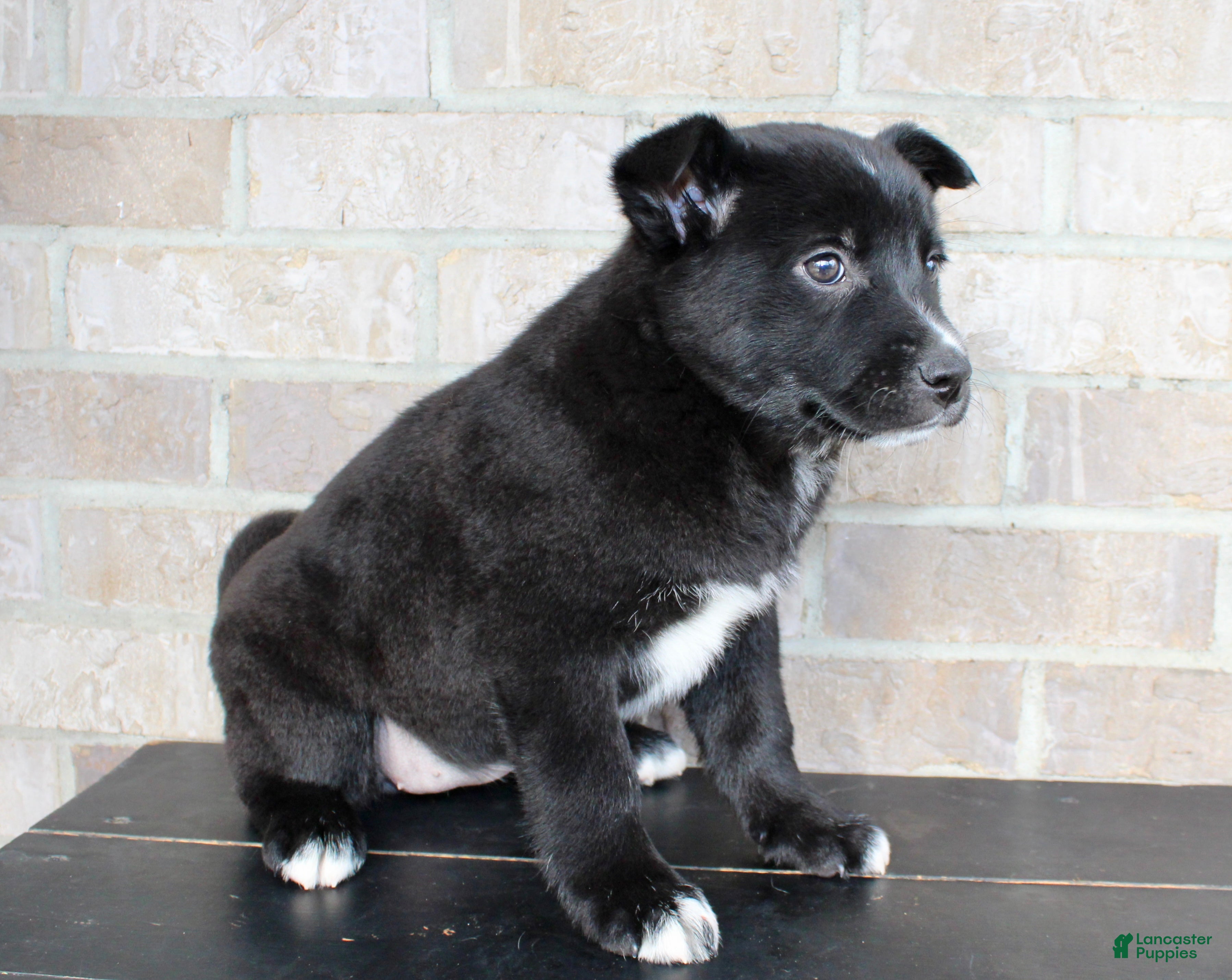 Mixed Breed dogs Sasha - Ad 2