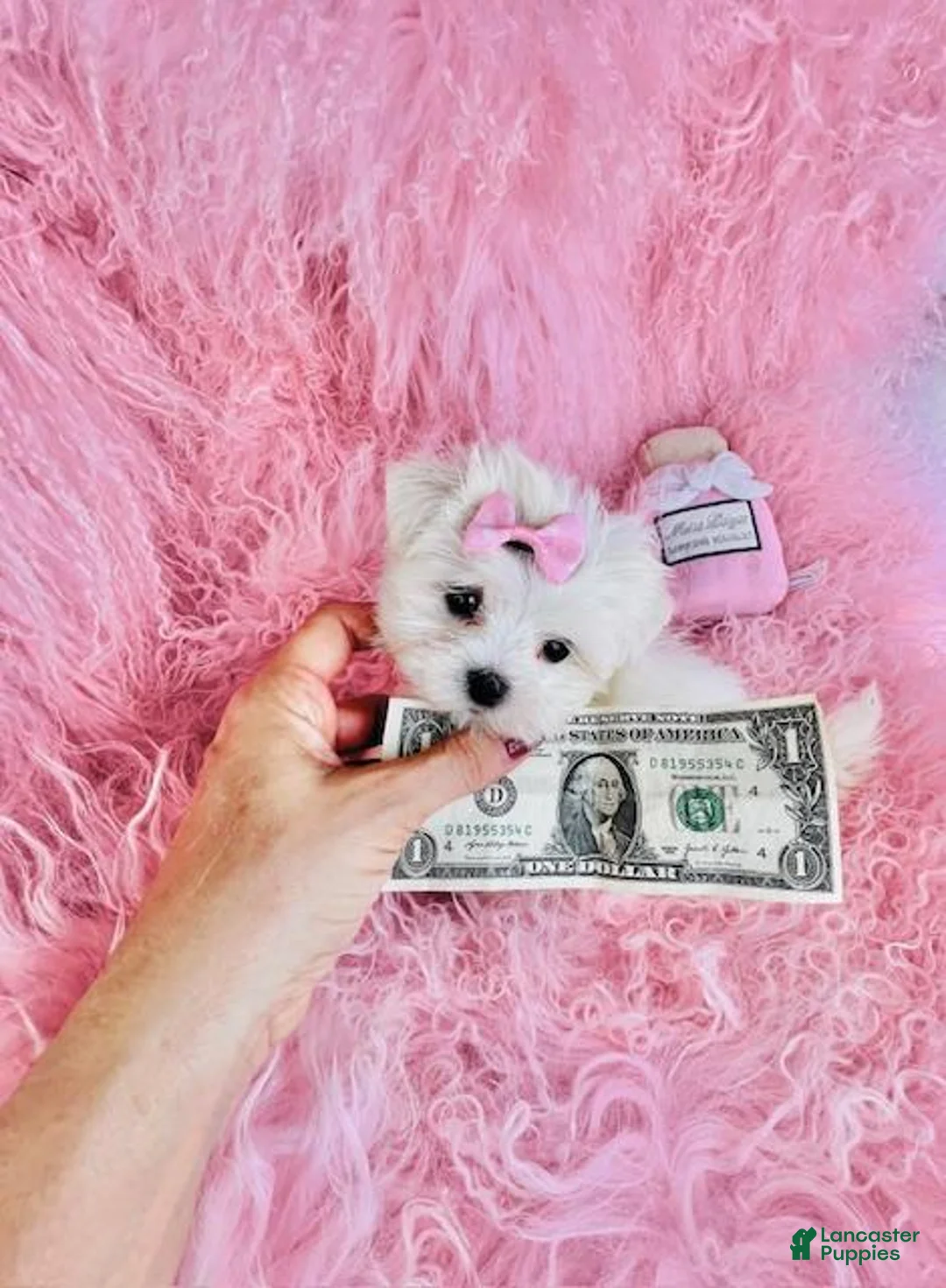 Maltese dogs for sale: Maltese 1 - Ad 1