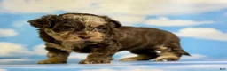Pekapoo dogs for sale: Joy - Ad 8