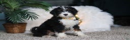 Mini Bernedoodle dogs for sale: Alvin - Ad 2