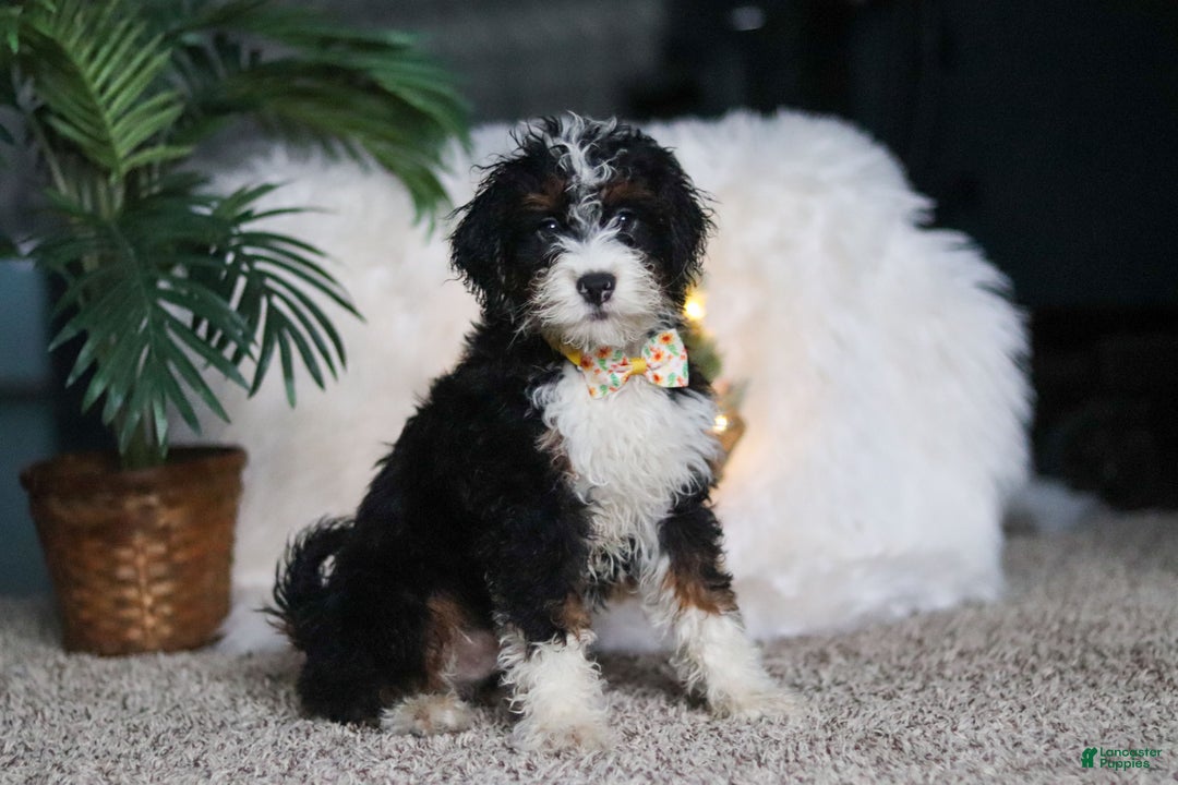 Mini Bernedoodle dogs for sale: Alvin - Ad 2