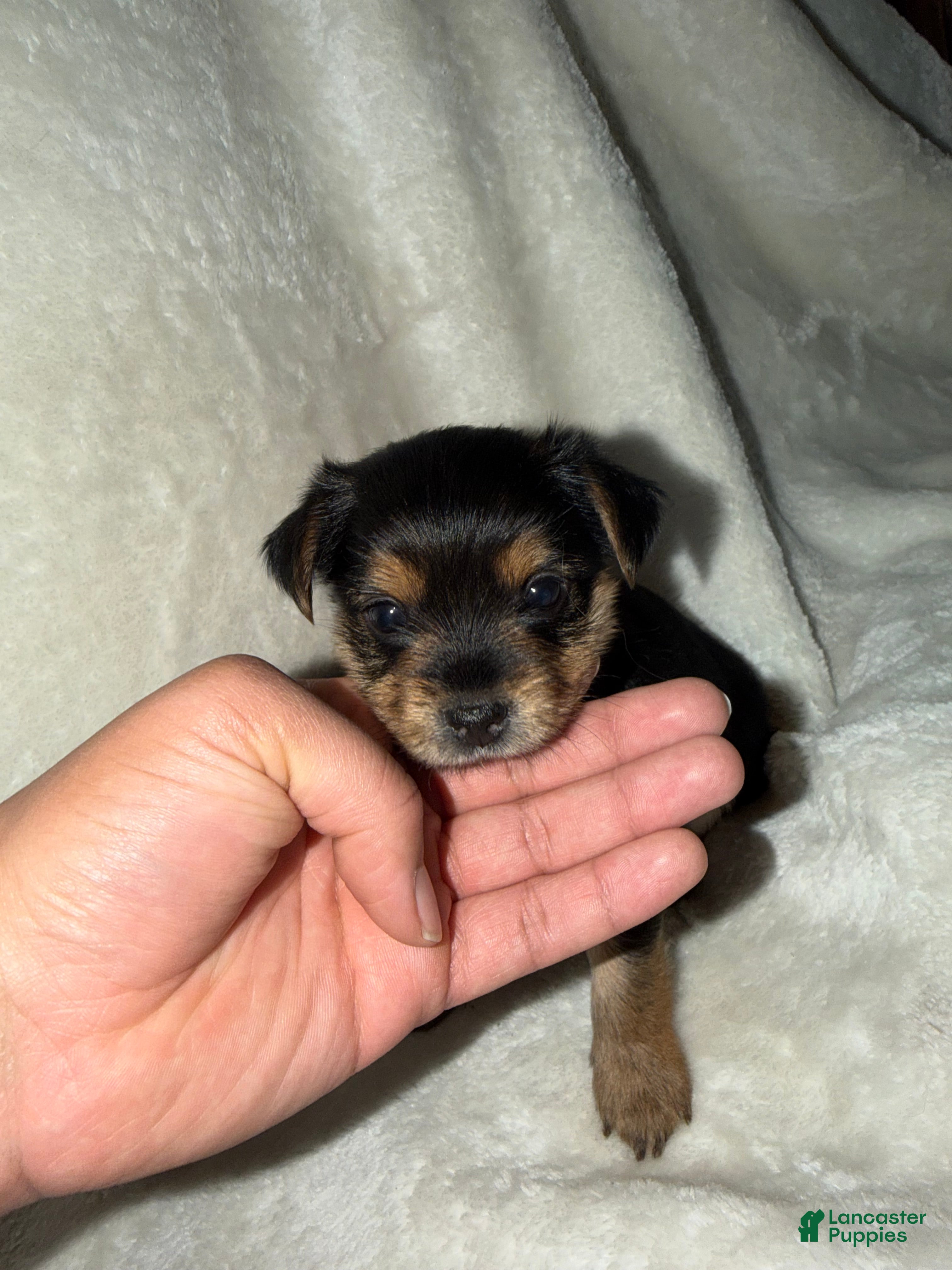 Yorkshire Terrier dogs Yorkshire Terrier Puppy 2 - Ad 2