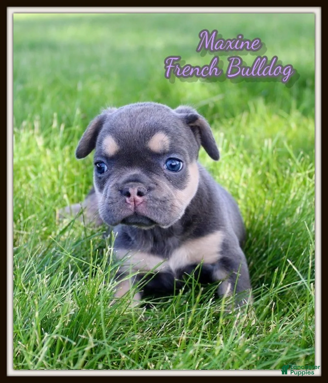 French Bulldog dogs for sale: Maxine - Ad 1