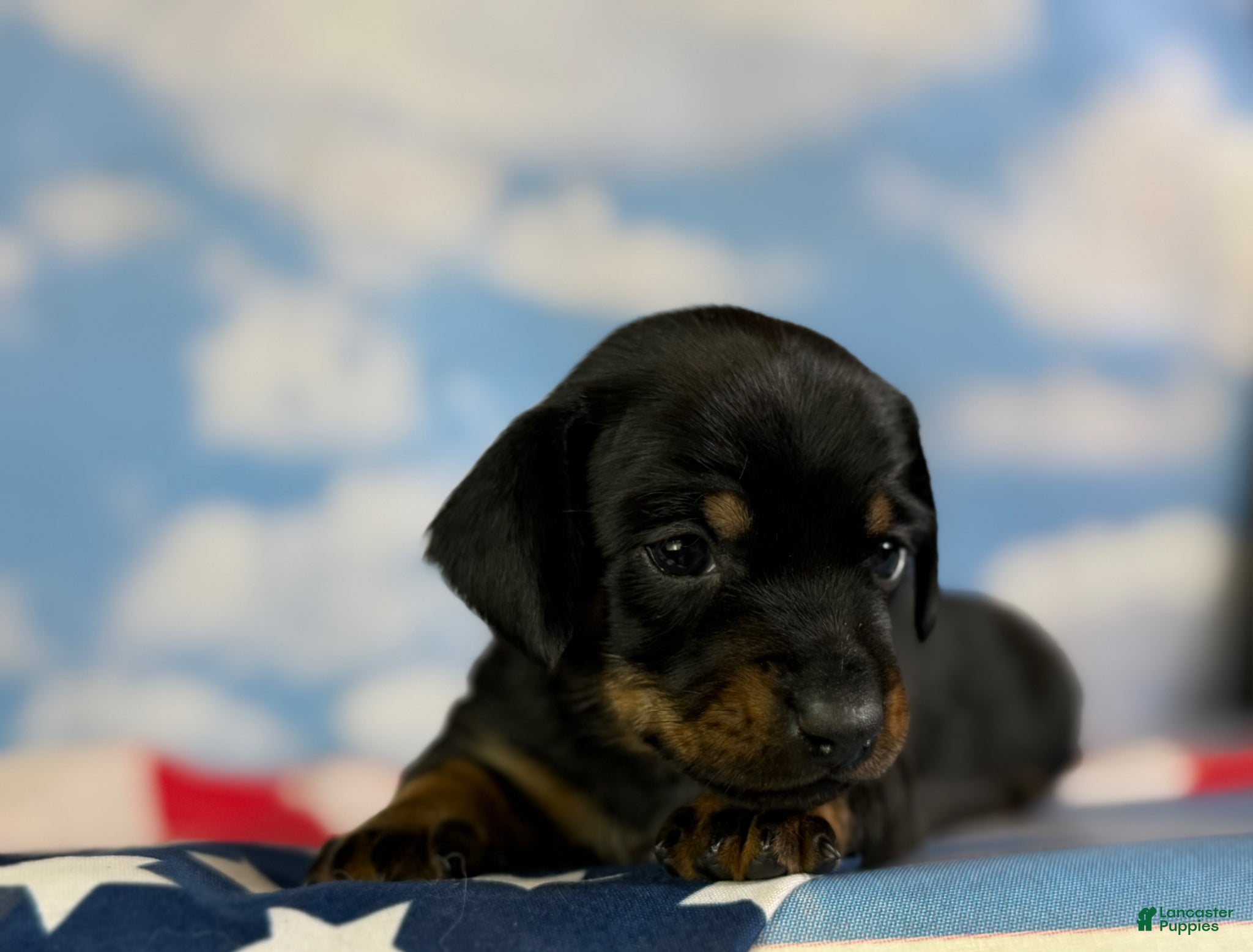Miniature Dachshund dogs Akc petunia SH DNA OFA  - Ad 1