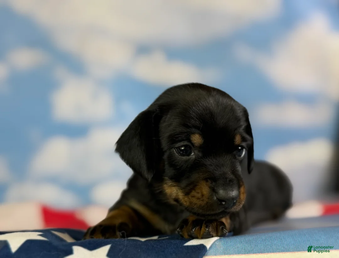 Miniature Dachshund dogs for sale: Akc petunia SH DNA OFA  - Ad 1