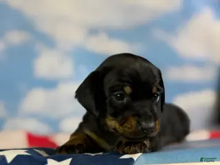 Miniature Dachshund dogs for sale: Akc petunia SH DNA OFA - Ad 1