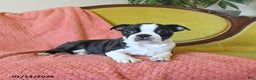 Boston Terrier dogs for sale: Prancer - Ad 5