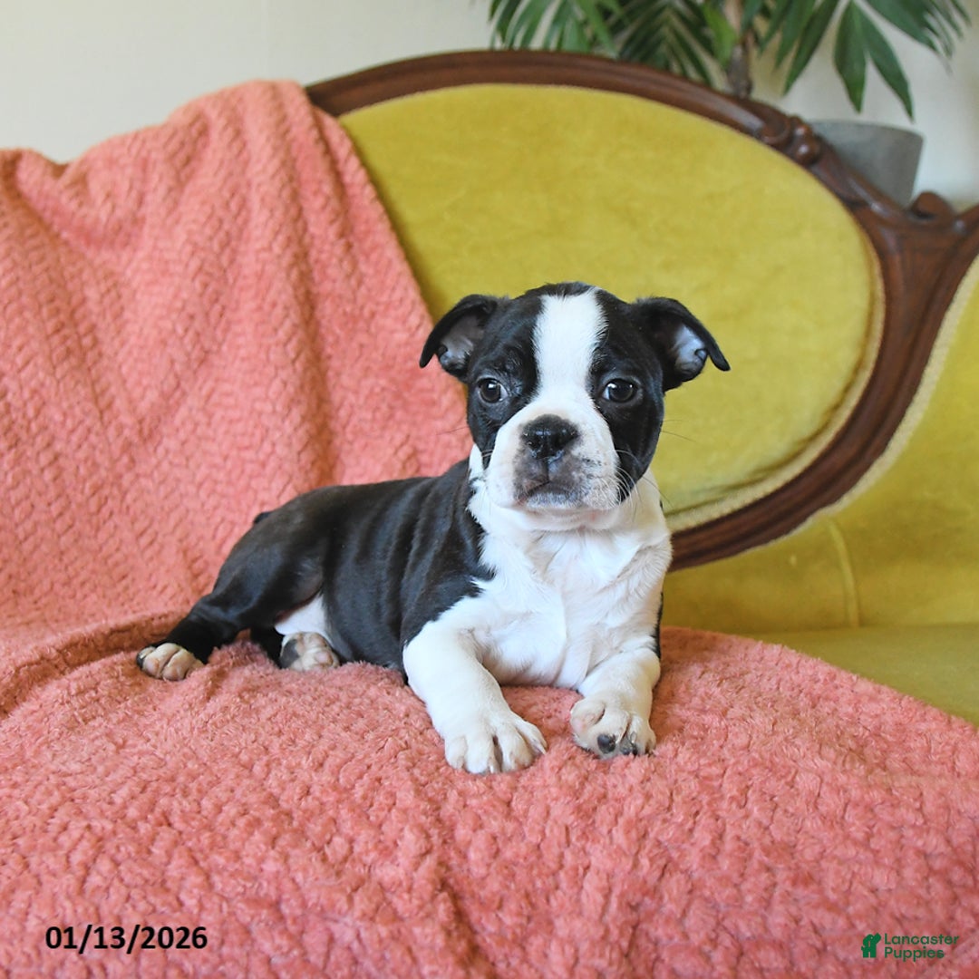 Boston Terrier dogs for sale: Prancer - Ad 5