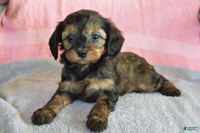 Yorkiepoo dogs Sunny - Ad 5