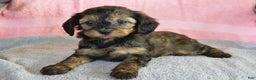 Yorkiepoo dogs for sale: Sunny - Ad 1