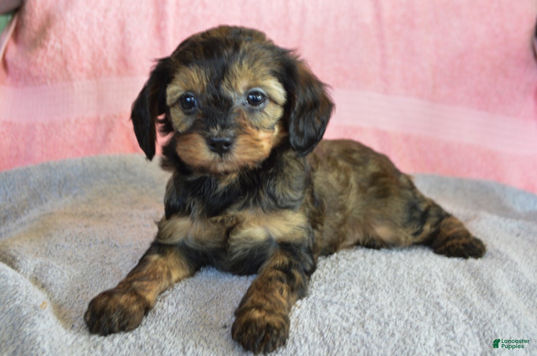 Yorkiepoo dogs for sale: Sunny - Ad 1