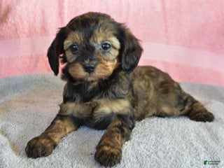 Yorkiepoo dogs Sunny - Ad 5