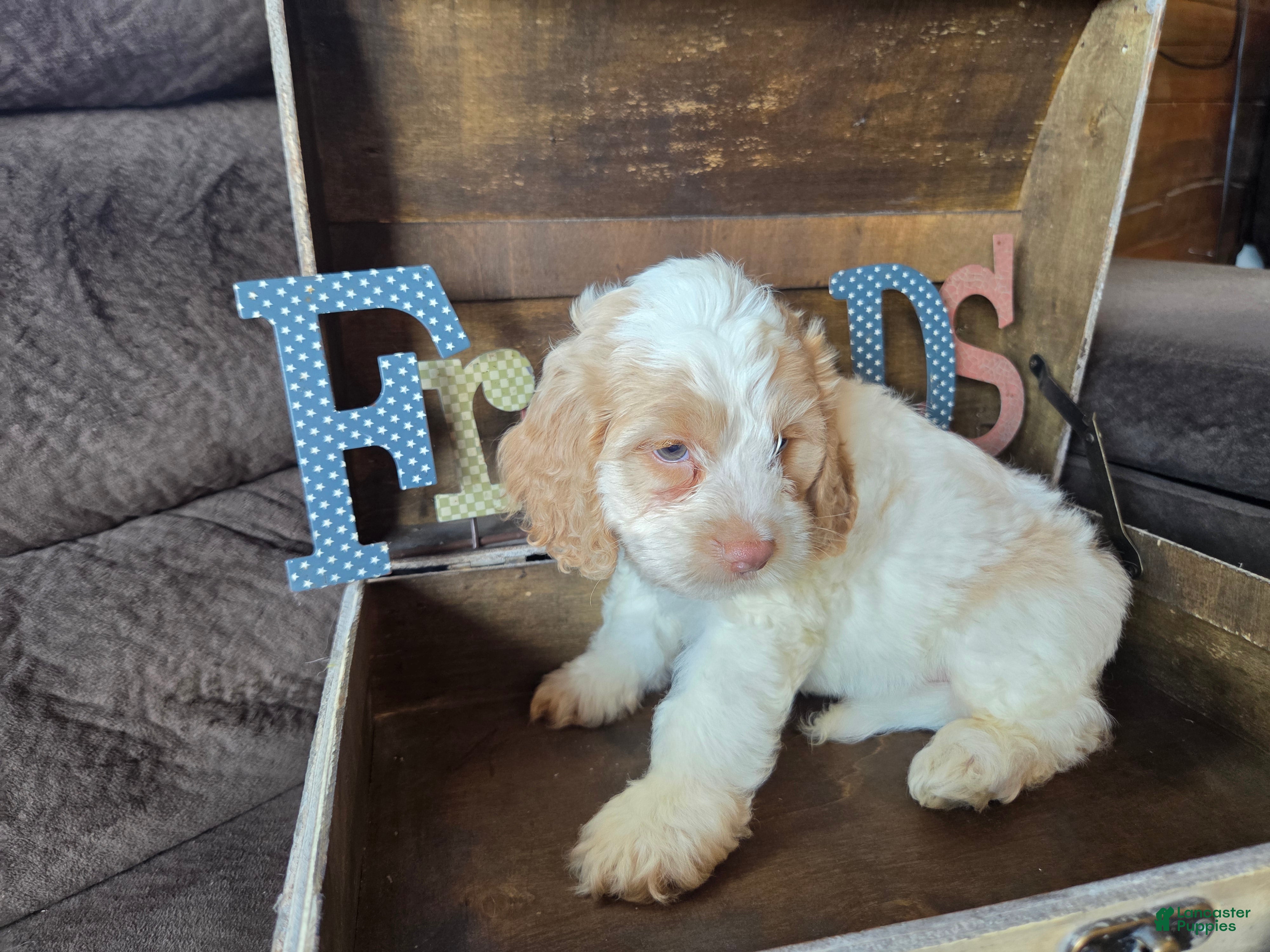 Cockapoo dogs Chaz - Ad 2