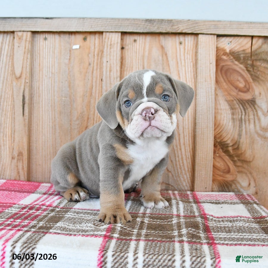 English Bulldog dogs for sale: Duke - Ad 3