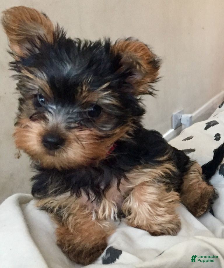 Yorkshire Terrier dogs Yorkshire Terrier Puppy 4 - Ad 13