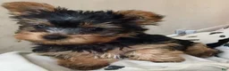 Yorkshire Terrier dogs for sale: Yorkshire Terrier Puppy 4 - Ad 1