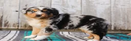 Australian Shepherd dogs for sale: Kayden - Ad 8