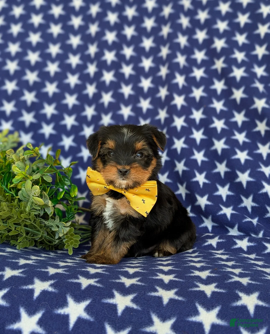 Shorkie dogs for sale: Mackey Hypoallergenic - Ad 1