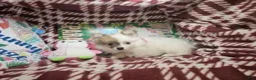 Pomeranian dogs for sale: Torya (small) - Ad 3