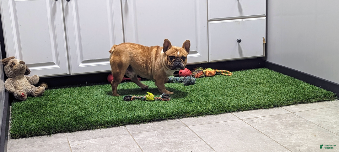 French Bulldog dogs for sale: Molly - Ad 7