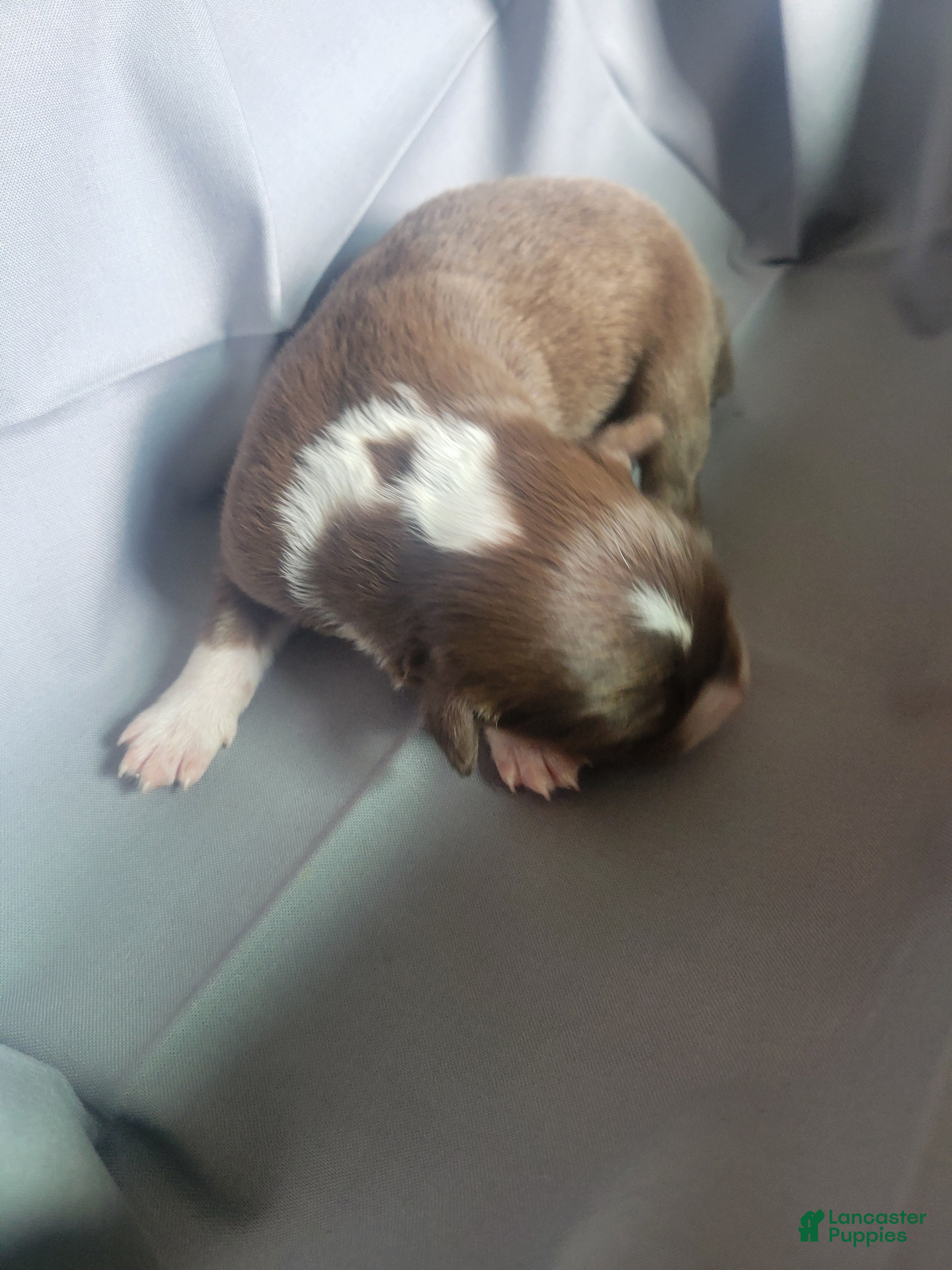 Australian Shepherd dogs Australian Shepherd 6 - Ad 3