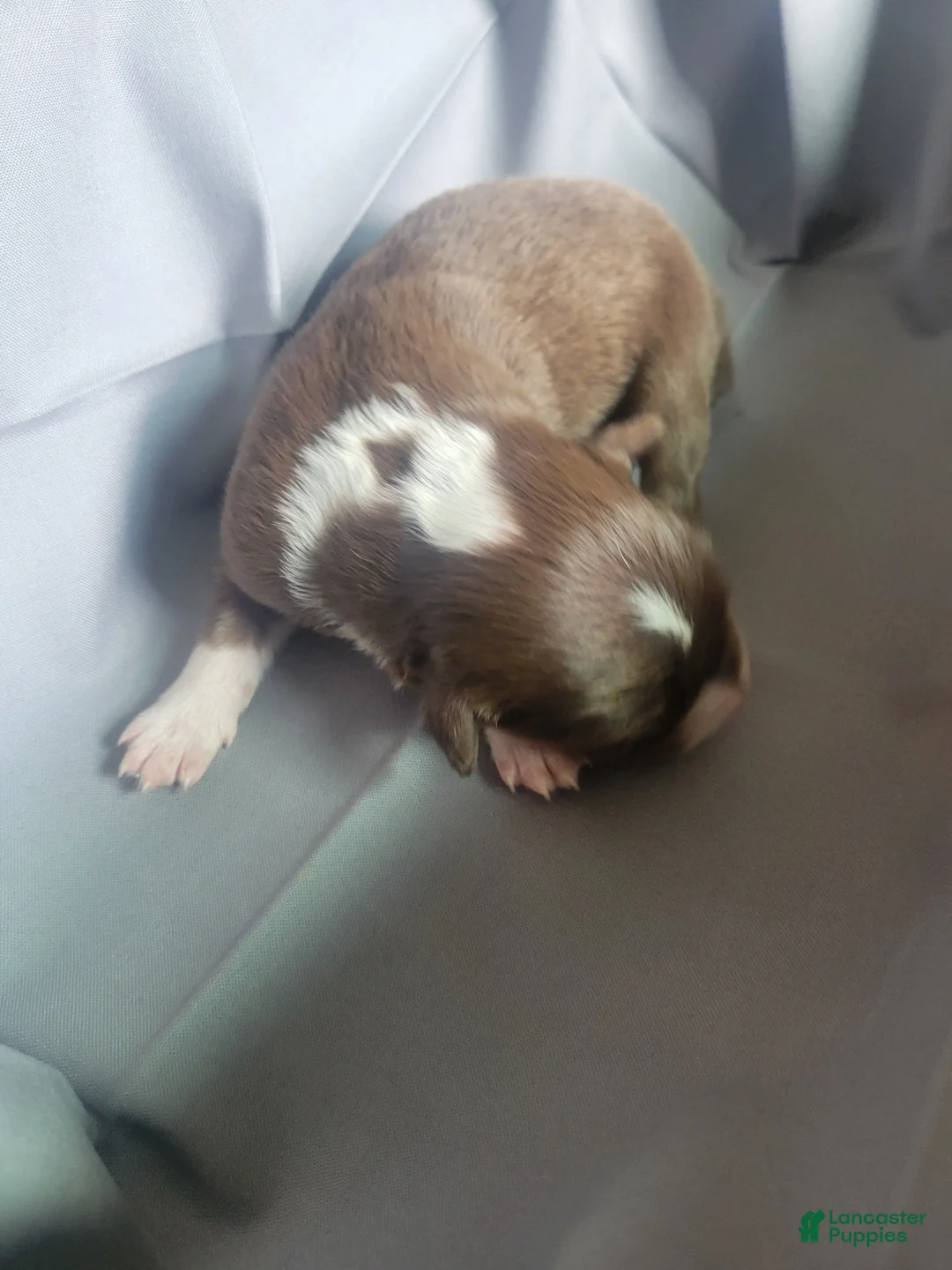Australian Shepherd dogs for sale: Australian Shepherd 6 - Ad 1