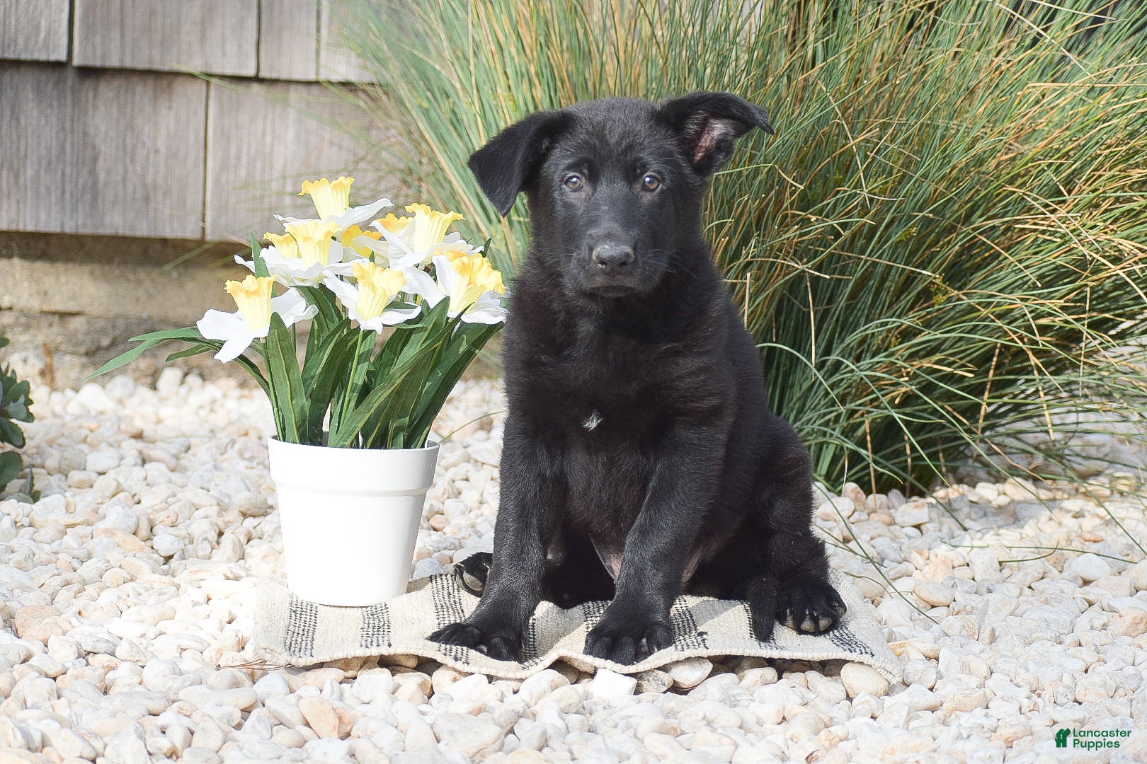German Shepherd dogs Claire - Ad 1