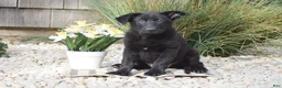 German Shepherd dogs for sale: Claire - Ad 1