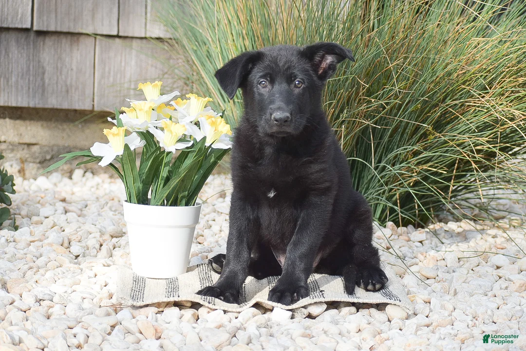 German Shepherd dogs for sale: Claire - Ad 1