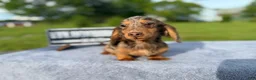 Miniature Dachshund dogs for sale: AKC Russian Ch line - Ad 6