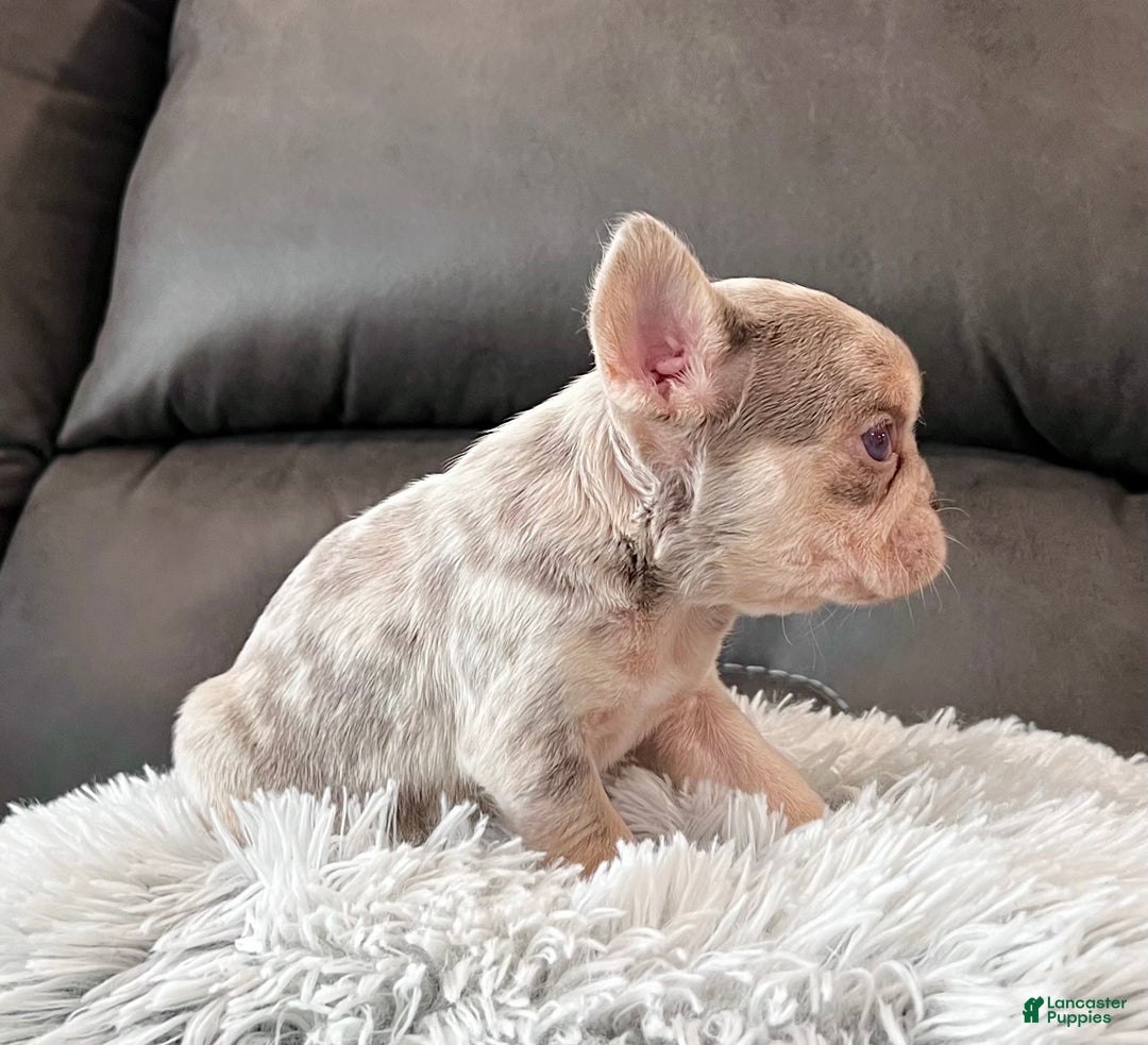 French Bulldog dogs for sale: Bliss - Ad 4