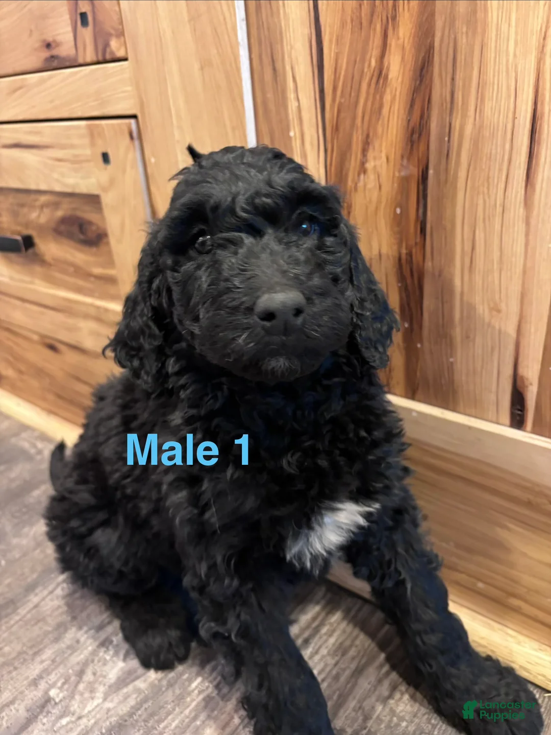 Labradoodle dogs for sale: Labradoodle Puppy 6 - Ad 10