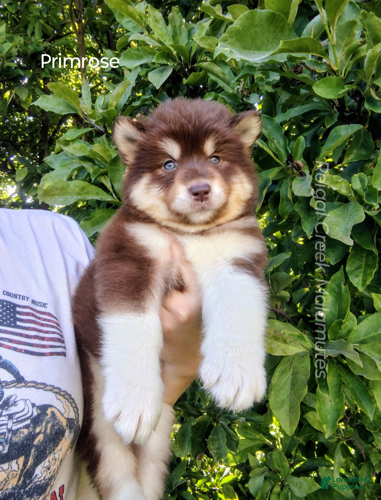 Alaskan Malamute dogs Primrose - Ad 3
