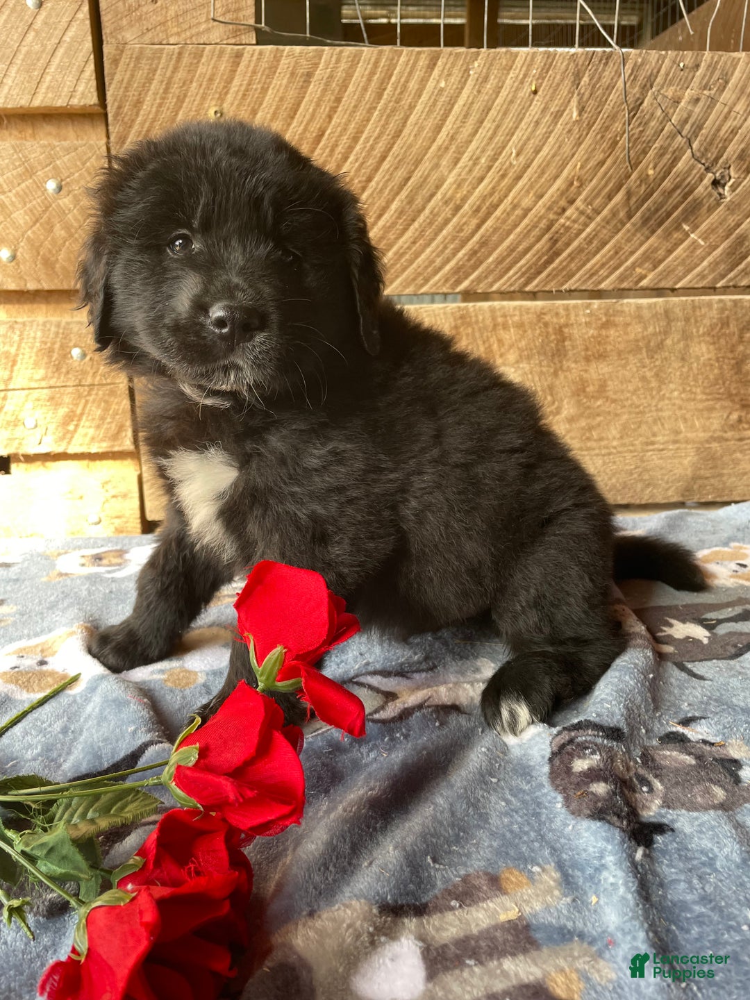 Mixed Breed dogs for sale: Bear - Ad 4